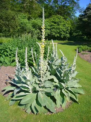 Letitia Flannel Plant