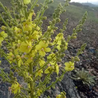 Letitia Flannel Plant (Verbascum 'Letitia') — mature form