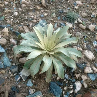 Letitia Flannel Plant (Verbascum 'Letitia') — foliage