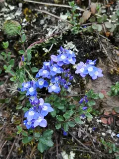 Turkish veronica (Veronica liwanensis)