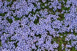 Turkish veronica (Veronica liwanensis), foliage