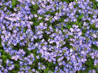Turkish veronica (Veronica liwanensis), habit