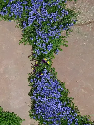 Turkish veronica