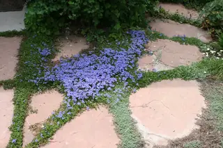 Turkish veronica (Veronica liwanensis), bloom