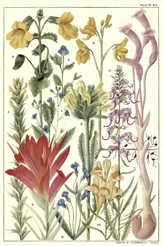 Woolly veronica