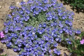 Woolly veronica