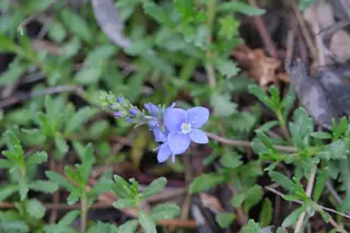 Woolly veronica (Veronica pectinata), bloom