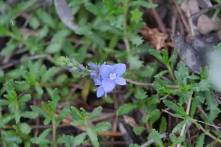 Woolly veronica (Veronica pectinata), mature form