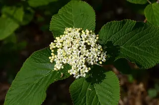 Wayfaring tree viburnum