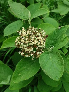 Wayfaring tree viburnum (Viburnum lantana) — mature form