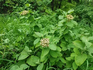 Wayfaring tree viburnum (Viburnum lantana) — foliage