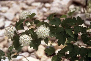 American highbush cranberry (Viburnum trilobum), bloom