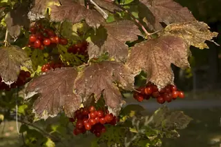American highbush cranberry (Viburnum trilobum), foliage