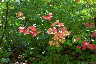 American highbush cranberry (Viburnum trilobum), mature form