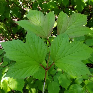 American highbush cranberry