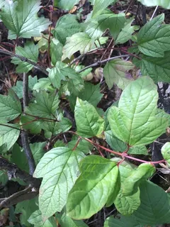 American highbush cranberry (Viburnum trilobum) — mature form
