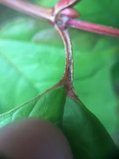 American highbush cranberry (Viburnum trilobum) — foliage