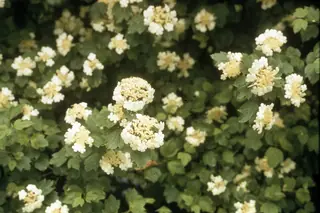 American highbush cranberry (Viburnum trilobum), habit
