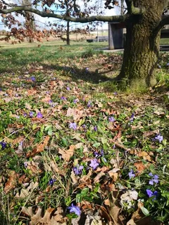 Periwinkle