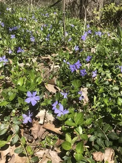 Periwinkle (Vinca minor) — mature form