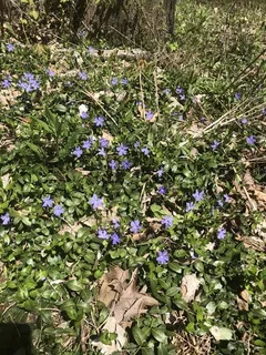 Periwinkle (Vinca minor) — foliage