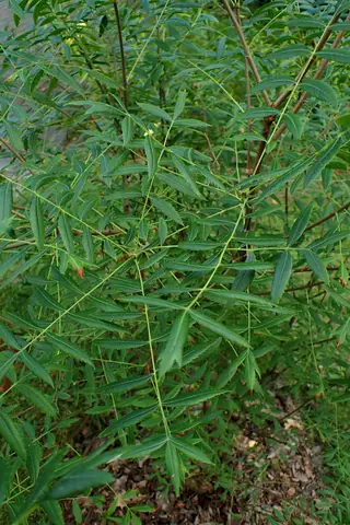 Yellowhorn (Xanthoceras sorbifolium), foliage