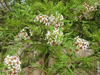 Yellowhorn (Xanthoceras sorbifolium), bloom
