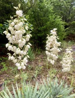 Adam's needle yucca