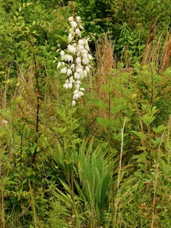 Adam's needle yucca (Yucca filamentosa) — mature form