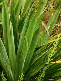 Adam's needle yucca (Yucca filamentosa) — foliage