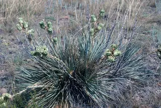 Small soapweed / Great Plains yucca