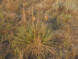 Small soapweed / Great Plains yucca (Yucca glauca) — mature form