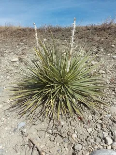 Small soapweed / Great Plains yucca (Yucca glauca) — foliage