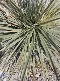 Small soapweed / Great Plains yucca (Yucca glauca) — bloom