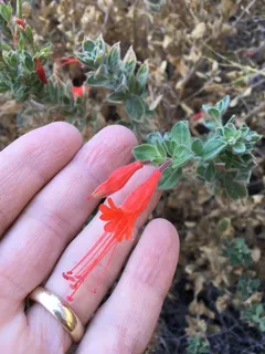 Orange carpet / hummingbird trumpet
