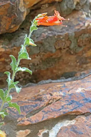 Orange carpet / hummingbird trumpet (Zauschneria garrettii), foliage