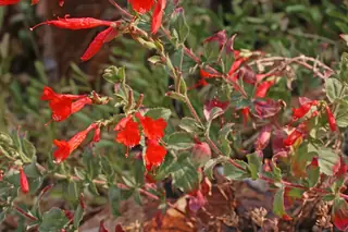 Orange carpet / hummingbird trumpet