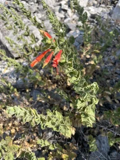 Orange carpet / hummingbird trumpet (Zauschneria garrettii) — mature form