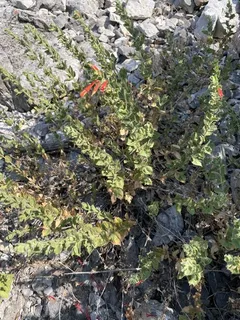 Orange carpet / hummingbird trumpet (Zauschneria garrettii) — foliage