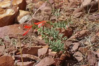 Orange carpet / hummingbird trumpet (Zauschneria garrettii), habit