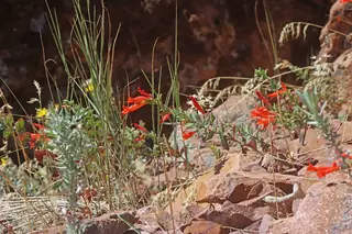Orange carpet / hummingbird trumpet (Zauschneria garrettii), mature form