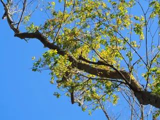 Zelkova — Japanese Zelkovia 'Musashino' (Zelkova serrata) — foliage
