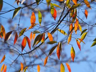'Green Vase', 'Village Green' (Zelkova serrata) — mature form